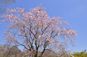 桜の木