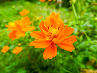 Orange Sulfur Cosmos