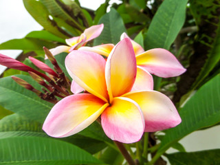 Plumeria white pink yellow