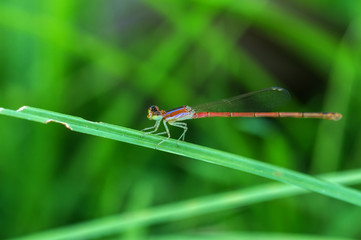 dragonfly outdoor on green leaf grass