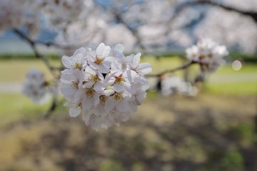 さくらの花