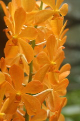 Fototapeta na wymiar Aranda Gold Nugget Orchid