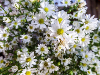 white daisy bloom