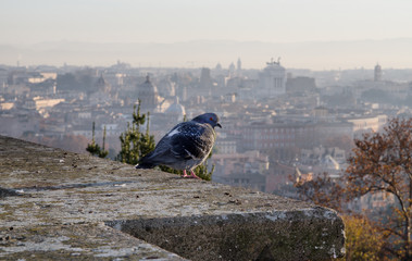 Rome overview at sunrise