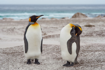 King Penguins (Aptenodytes patagonicus) standing on a sandy beach at Volunteer Point in the Falkland Islands. 