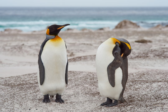 King Penguins (Aptenodytes patagonicus) standing on a sandy beach at Volunteer Point in the Falkland Islands. 