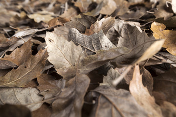 Seasonal sadly and romantic autumn leaves background