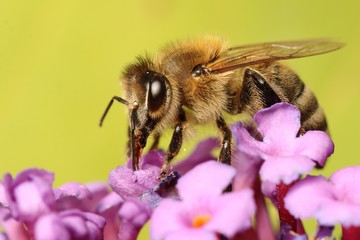 Bee on flowers