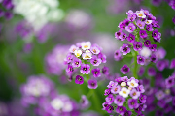 Fototapeta premium Alyssum Flowers