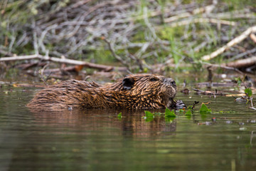 Wild beavers Horseshoe Lake Denali national park Alaska North Am