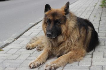 немецкая овчарка лежит на тротуаре