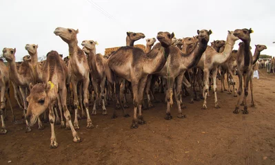 Papier Peint photo autocollant Chameau camels at market in Cairo, Egypt
