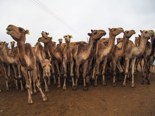 Des chameaux au marché au Caire, Egypte
