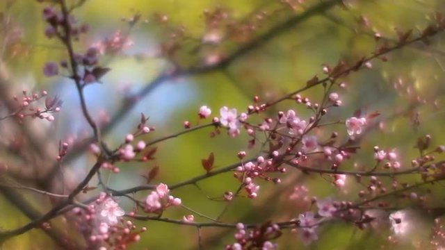 Pan of fantasy plum twigs with pink blossom, shining on green garden foggy background in fairy tale style for dreamlike mood. Adorable view of waving lyric sakura in amazing full HD clip.
