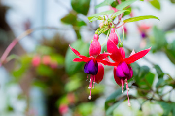 Delicate pink and white fushia flowers in garden
