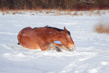 Obraz premium The horse in the herd 
