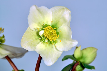 White spring flower hellebore in studio.