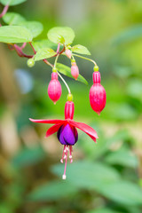 Delicate pink and white fushia flowers in garden