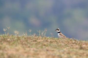 little ringed plover
