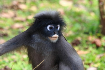 dusky langur, leaf Monkey