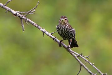 red winged blackbird