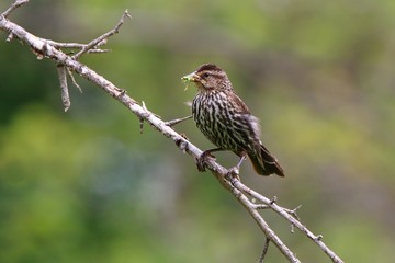 red winged blackbird