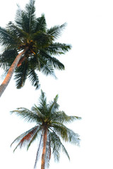 Coconut tree isolated on white background