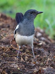 Magpie Robin