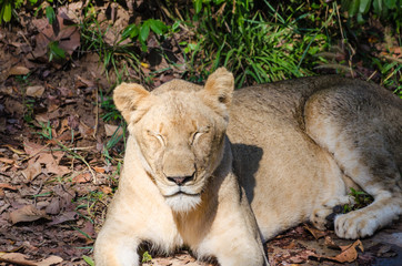 Female Lion sleeping in grass
