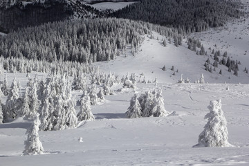 Winter forest landscape - rolling hills on a clear day