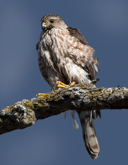Merlin