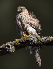Merlin on Green Background
