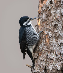 Female Black-backed Woodpecker