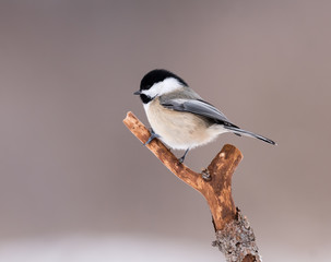 Black-Capped Chickadee in Winter 