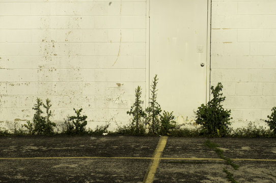 Weeds along the Wall