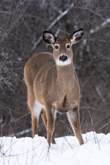 Naklejka na ściany i meble White-tailed Deer Doe in Winter