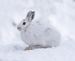 White Snowshoe Hare in Winter