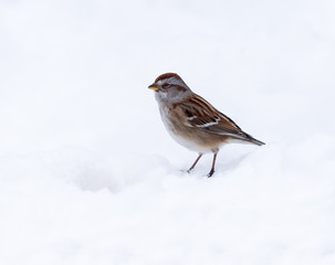 American Tree Sparrow Perched on Snow in Winter