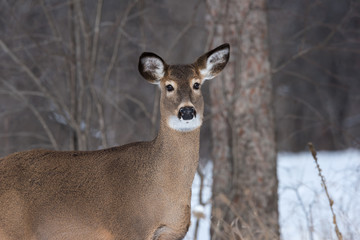 White-tailed Deer Doe in Winter