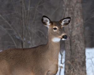 Naklejka na ściany i meble White-tailed Deer Doe in Winter