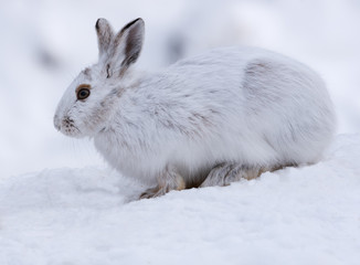 White Snowshoe Hare in Winter
