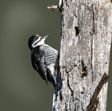 Male Black-backed Woodpecker on Green Background