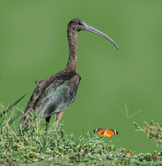 Glossy Ibis on Green Background