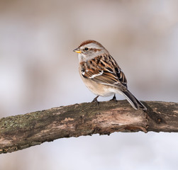 American Tree Sparrow in Winter