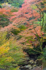 Nice scenery Minoh waterfall