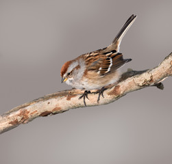 American Tree Sparrow in Winter