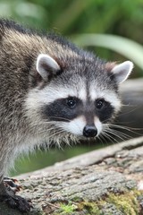 wild raccoon