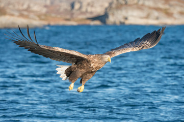 Hunting Sea Eagle
