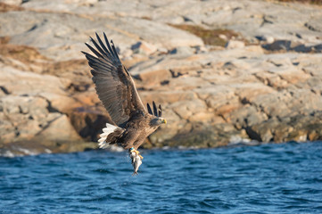 Hunting Sea Eagle