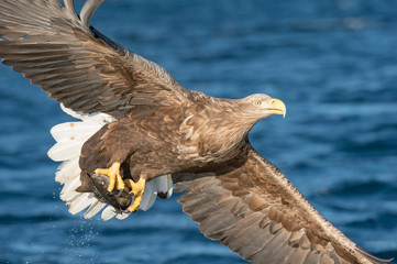 Hunting Sea Eagle